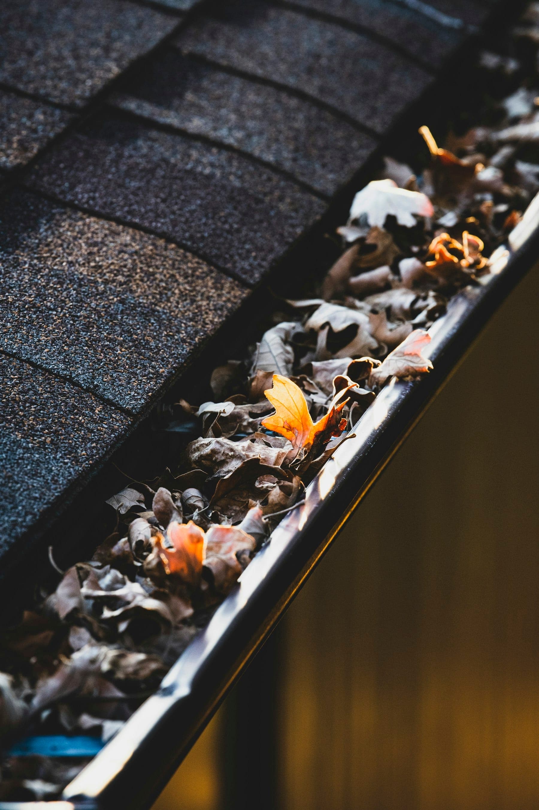 Autumn oak leaves collected in a black gutter along the eave of an asphalt shingle roof